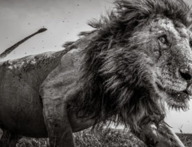 Oto najlepsze zdjęcia roku w Sony World Photography Awards. Szóstka Polaków z nagrodami